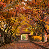 山門に続く道