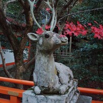 OLYMPUS(オリンパス)のデジタルカメラu710,S710 で撮影した写真(画像