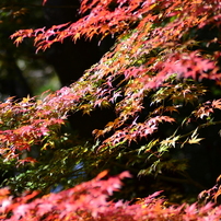 竹林寺紅葉（Ⅱ）