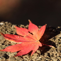 謙信平の秋