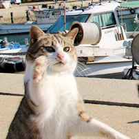 Cat Island 2013