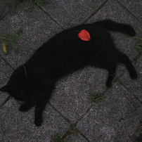 黒猫