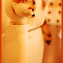 Ne-Collections ~Vol.3 ~
