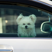 マルチーズの写真 画像 写真集 写真共有サイト Photohito