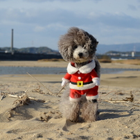 トイ・プードルの写真(画像)・写真集 - 写真共有サイト:PHOTOHITO