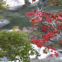 隣の紅葉は紅く見える