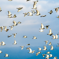 鳩の写真 画像 写真集 写真共有サイト Photohito