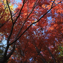 奥多摩の紅葉