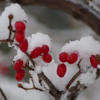 赤い実に雪-サンシュユ2