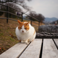 元旦の猫