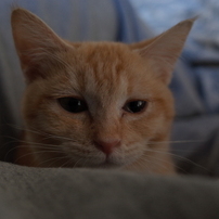 ねこ　その１