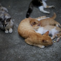 瀬戸内の島と猫