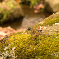 TAMRON(タムロン)のレンズ SP AF 70-210mm F/2.8 LD (Model 67D