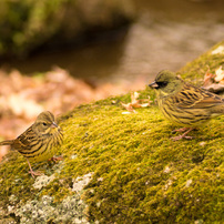 TAMRON(タムロン)のレンズ SP AF 70-210mm F/2.8 LD (Model 67D
