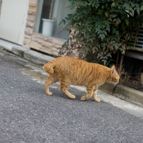 米子の猫