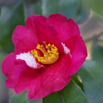 赤い山茶花　冬の花