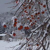 厳寒の雪の田や畑や森や。。