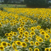 Flowers and other plants