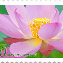 花切手＜2011年保存版(1)＞