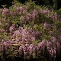 SONY(ソニー)のレンズ Vario-Sonnar T＊ DT 16-80mm F3.5-4.5 ZA