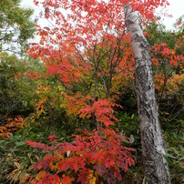 志賀の紅葉は