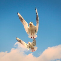 かもめ