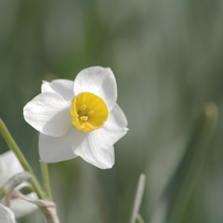 Flower(冬の花)