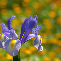IMGP0570菖蒲