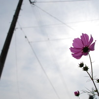 花たち