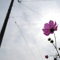 秋桜と太陽と電柱