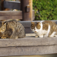 Two good friend cats #1