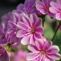 山中湖花の都公園の花達