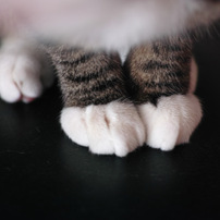 猫。
