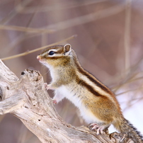 シマリスの写真(画像)・写真集 - 写真共有サイト:PHOTOHITO