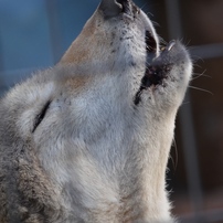 オオカミの写真 画像 写真集 写真共有サイト Photohito