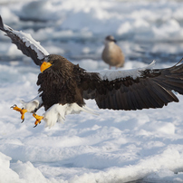 Landing Eagle