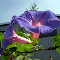 KONICA(コニカ)のデジタルカメラDigital Revio KD-400Z で撮影した写真