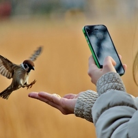 雀の写真 画像 写真集 写真共有サイト Photohito