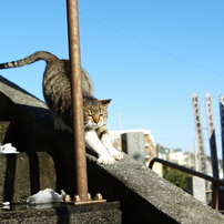 猫　ねこ　ネコ