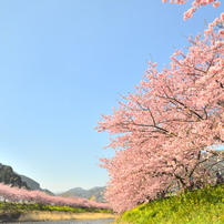 河津桜