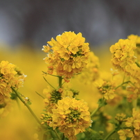 菜の花の写真 画像 写真集 写真共有サイト Photohito