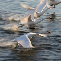 2014年1～3月の白鳥の集い