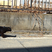 とある黒猫の『ジジ』