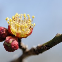 2014年の梅の花