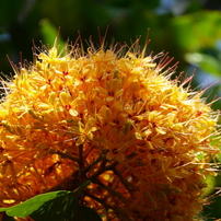 薬用植物園　---温室---