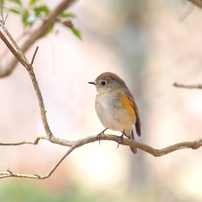 可愛い鳥たち　1