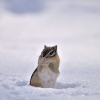 【ももここページ】シマリスさん肖像画 シマリスの写真(画像)・写真集 - 写真共有サイト:PHOTOHITO