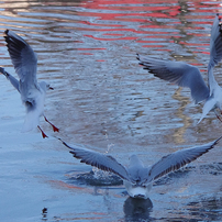 水辺の鳥達
