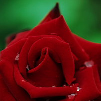 薔薇園散歩