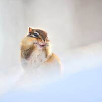 シマリスの写真(画像)・写真集 - 写真共有サイト:PHOTOHITO